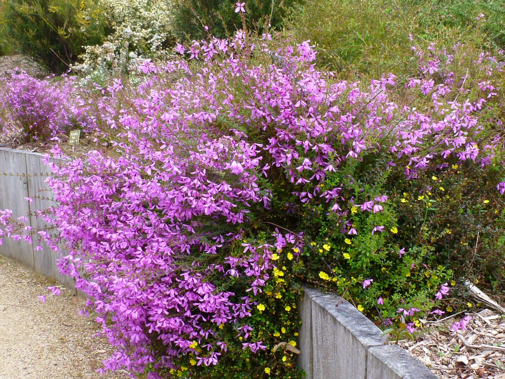 Tetratheca thymifolia – Black Eyed Susan