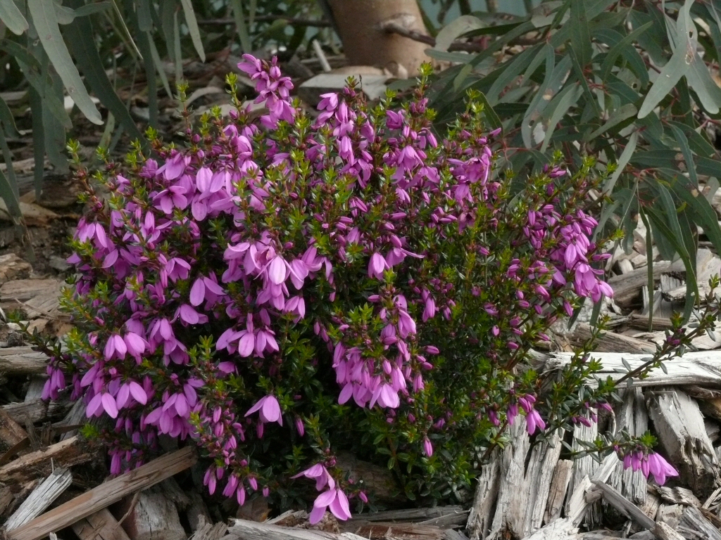 Tetratheca ‘Bicentennial Belle’ – Black Eyed Susan
