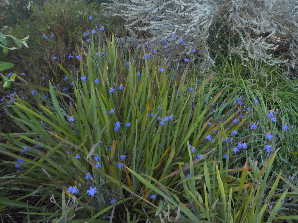 Thelionema caespitosum – Tufted Lily