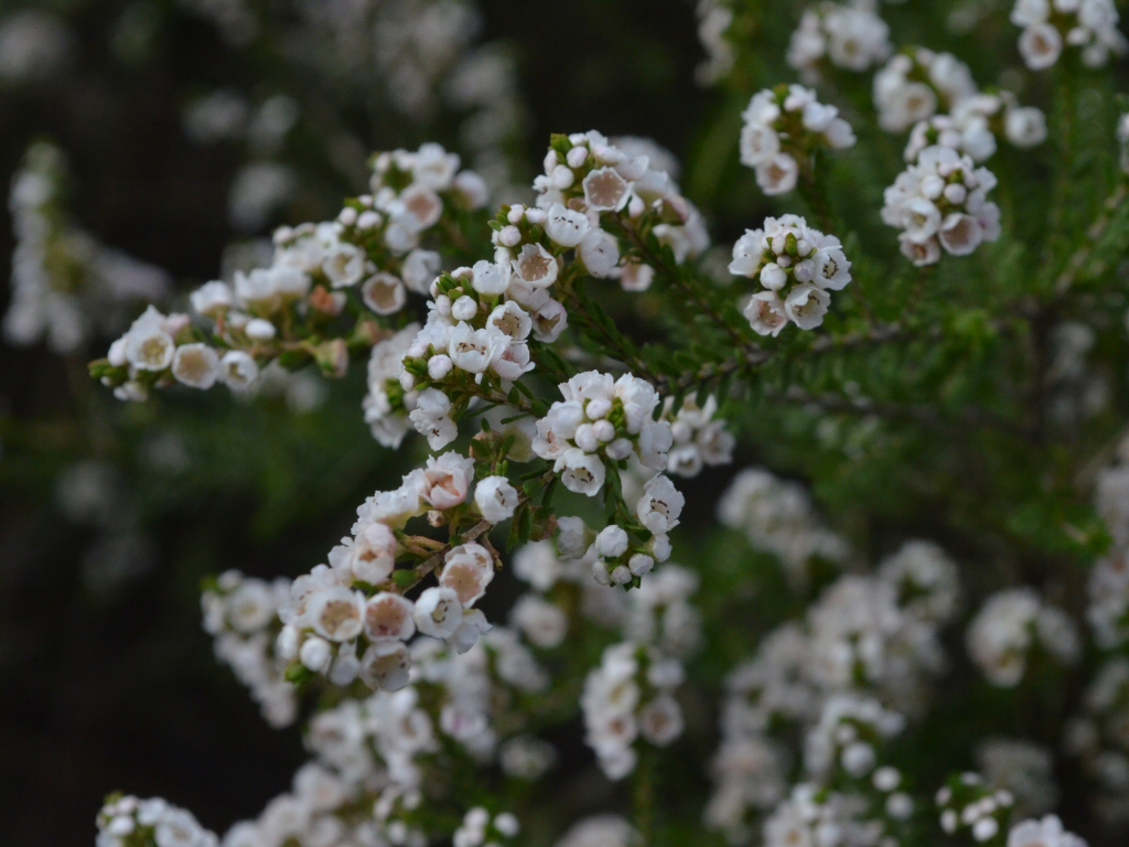 Thryptomene saxicola ‘Supernova’ – Heath Myrtle