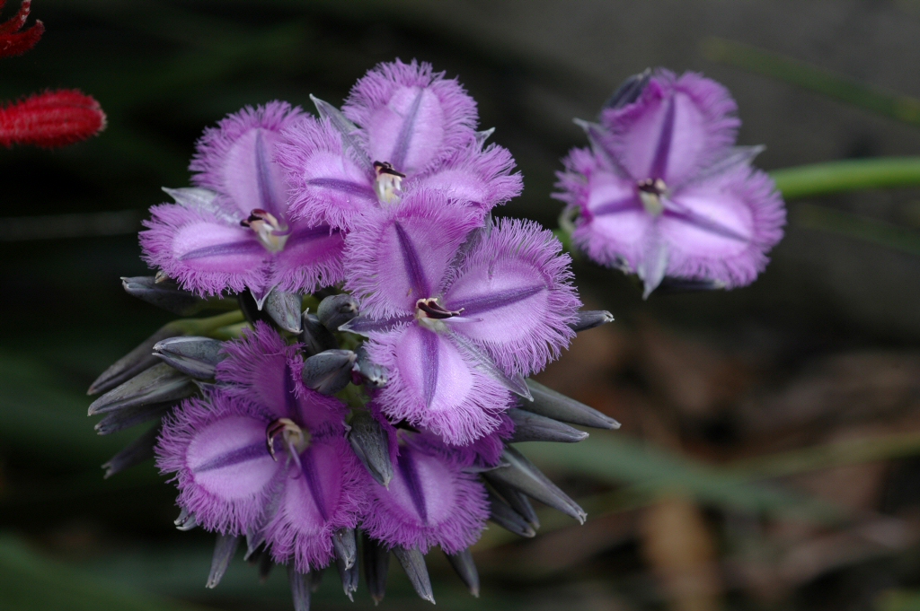 Thysanotus multiflorus ‘Frilly Knickers’ – Fringe Lily