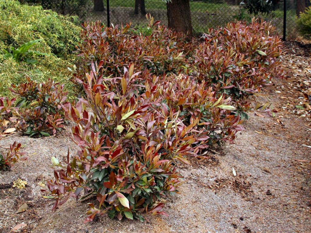 Tristaniopsis laurina ‘Burgundy Blush’ – Water Gum
