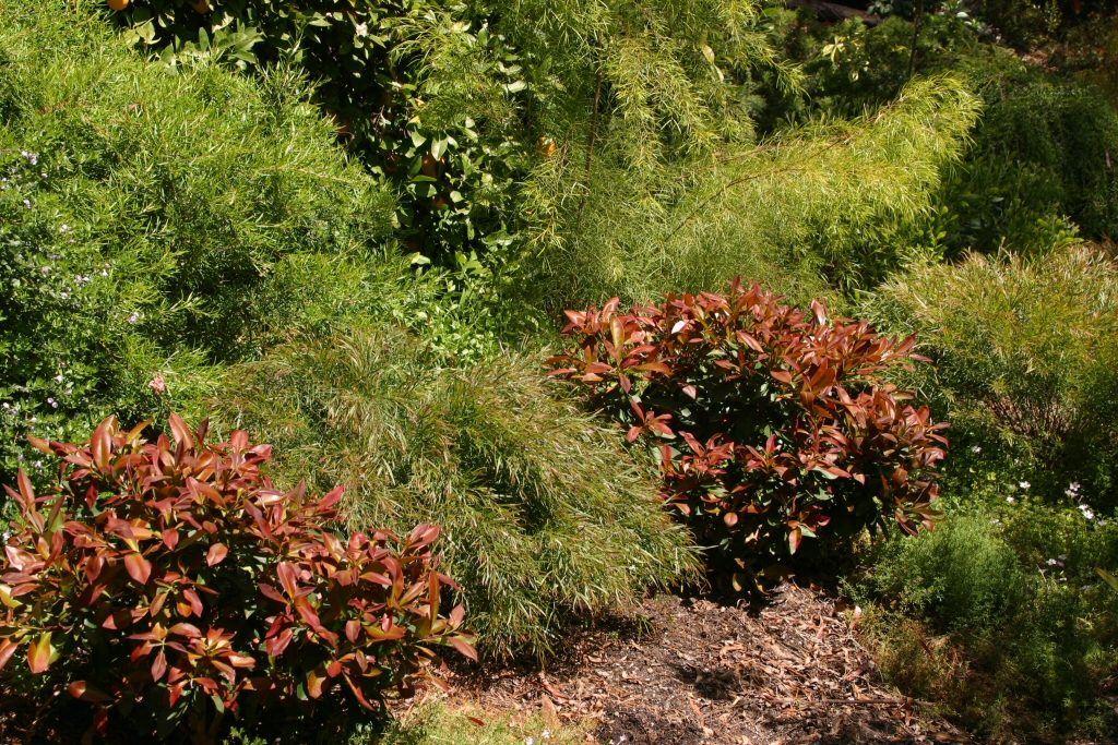 Tristaniopsis laurina ‘Winter Red’ – Water Gum