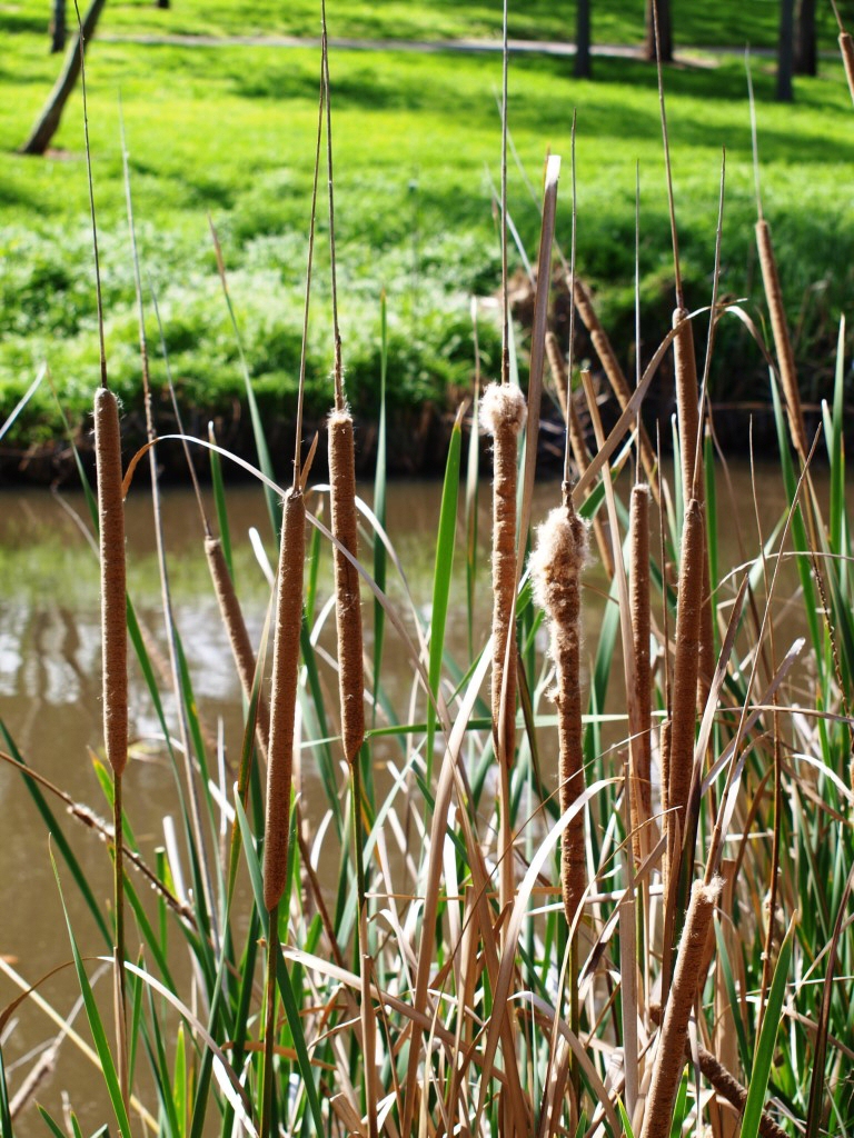 Typha orientalis – Bullrush