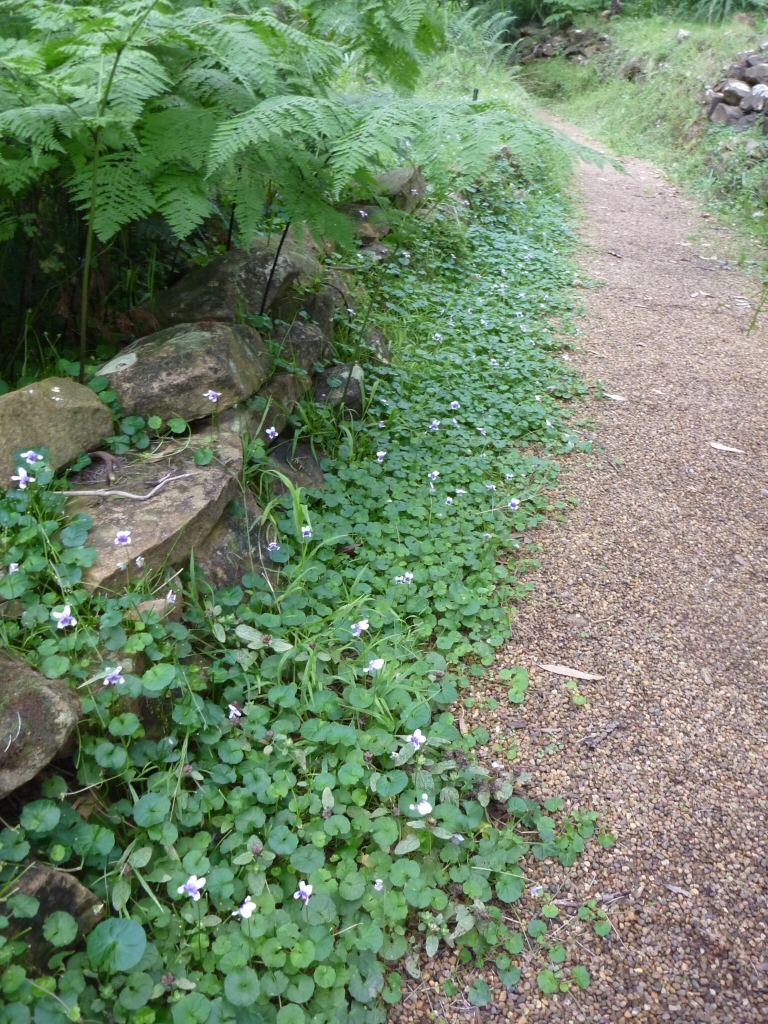 Angus’s Top Ten Australian Plants For Shady Areas