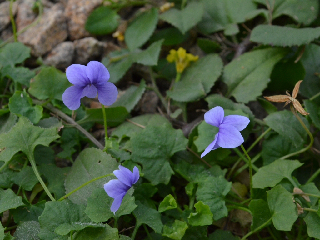 Viola hederacea ‘Baby Blue’ – Native Violet