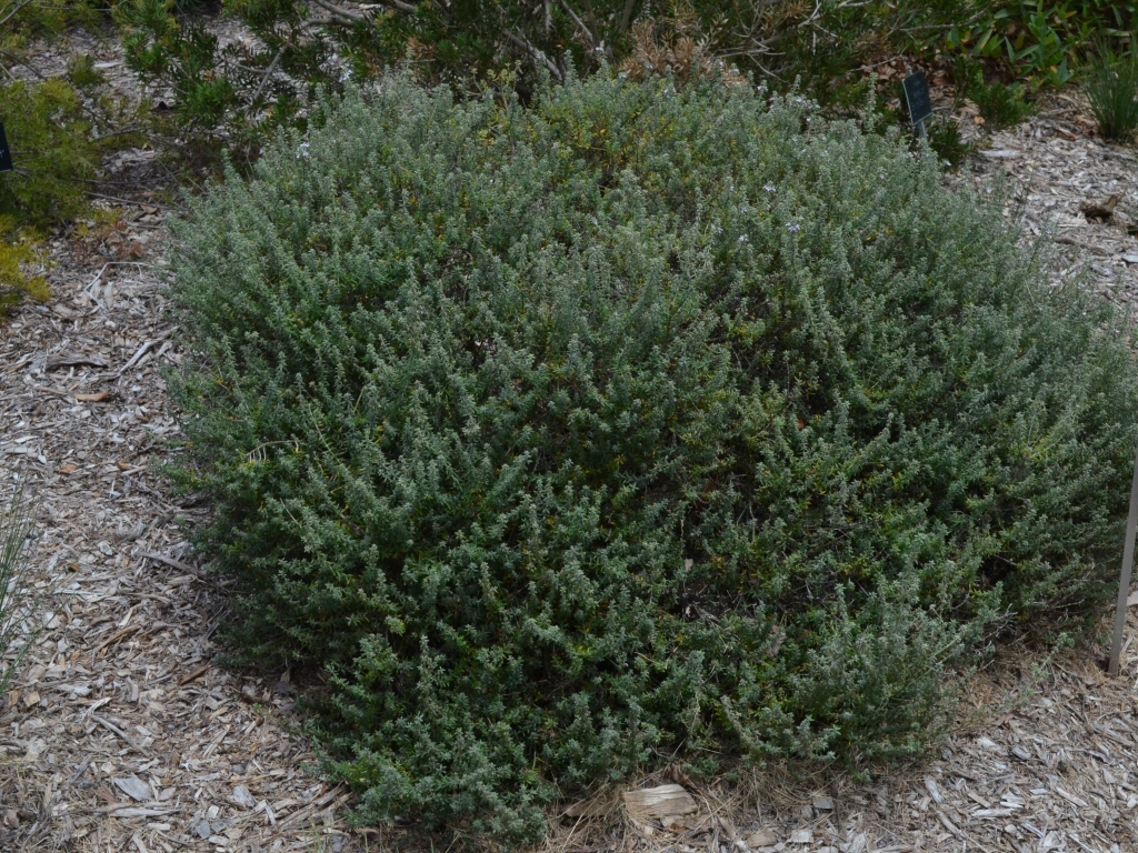 Westringia fruticosa ‘Jervis Gem’ – Coastal Rosemary