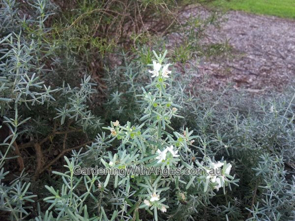Westringia dampieri – Coastal Rosemary