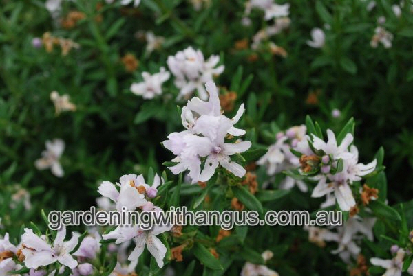 Westringia fruticosa ‘Double Wonder’ – Coastal Rosemary