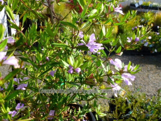 Westringia ‘Glabra Cadabra’ – Coastal Rosemary