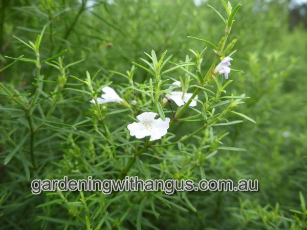 Westringia longifolia ‘Snow Flurry’ – Coastal Rosemary
