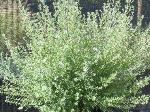 Westringia  ‘Wynyabbie Gem’ – Coastal Rosemary