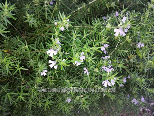 Westringia fruticosa ‘Blue Heaven’ – Coastal Rosemary