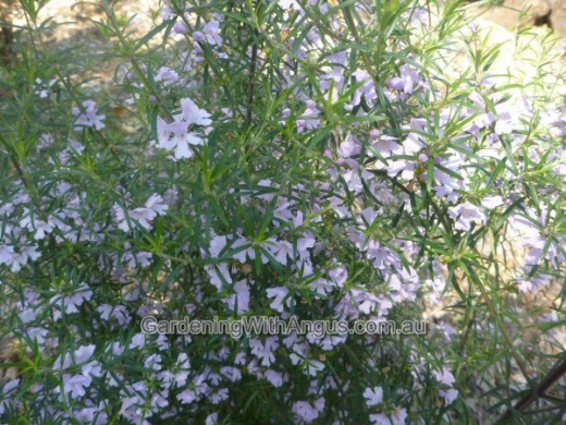 Westringia ‘Blue Moon’