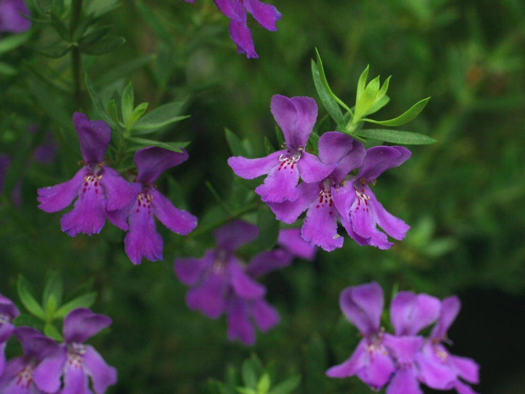 Westringia glabra ‘Deep Purple’ – Coastal Rosemary