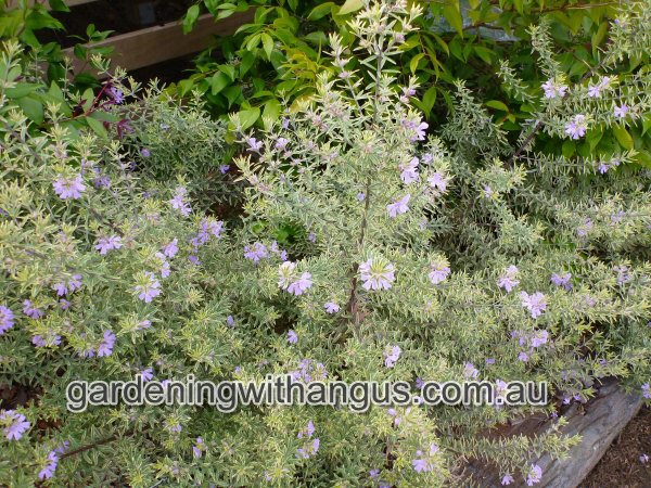 Westringia brevifolia ‘Lilac and Lace’ – Coastal Rosemary