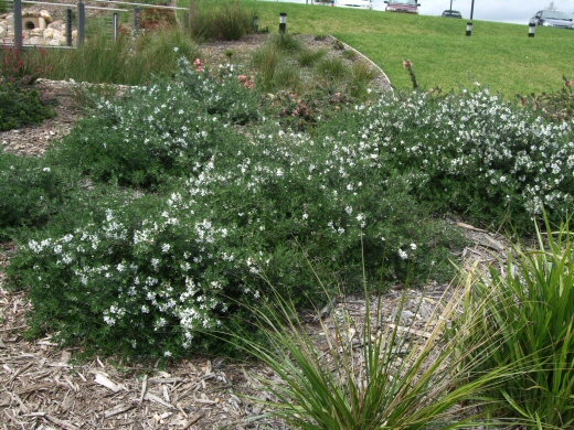 Westringia fruticosa ‘Mundi’ – Coastal Rosemary