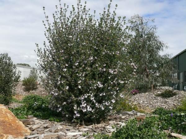 Westringia ‘Edna Walling Rosemary’ – Coastal Rosemary