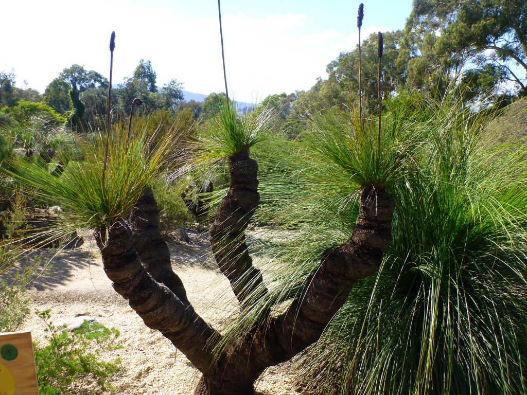 Xanthorrhoea johnsonii – Grass Tree