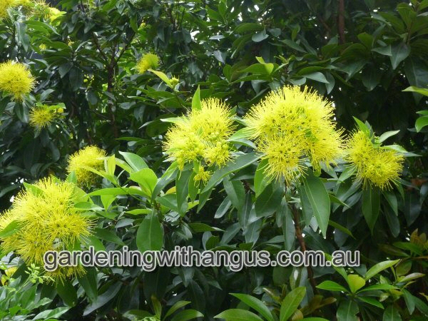 Xanthostemon chrysanthus – Golden Penda