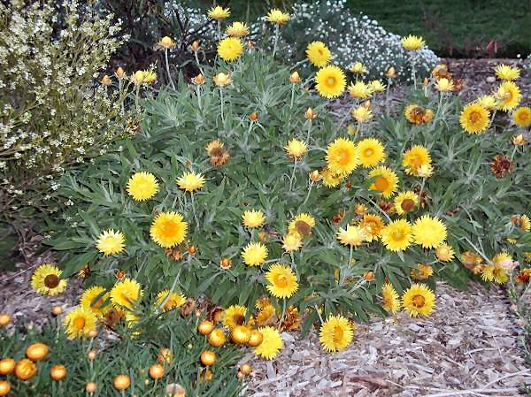Xerochrysum ‘Dargan Hill Monarch’ – Everlasting Daisy