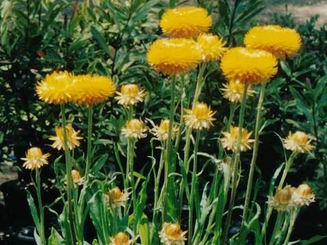 Xerochrysum ‘Diane Everlasting’ – Everlasting Daisy