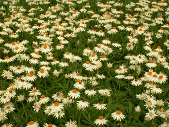 Xerochrysum ‘Sophie’s Delight’ – Everlasting Daisy