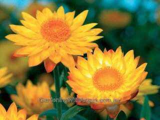 Xerochrysum ‘Sundaze Gold’ – Everlasting Daisy