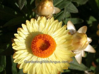 Xerochrysum ‘Sundaze  Lemon’ – Everlasting Daisy