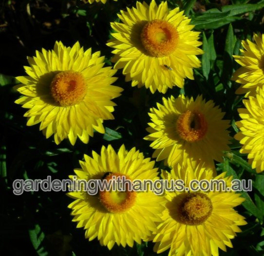 Xerochrysum ‘Wallaby Yellow’ – Everlasting Daisy