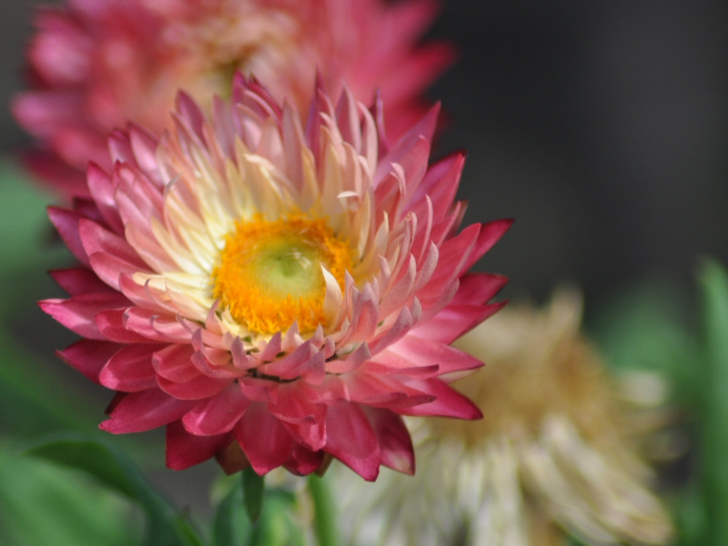 Xerochrysum bracteatum ‘Pink Sunrise’ – Everlasting Daisy