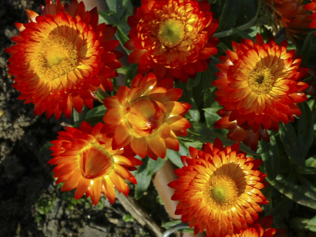 Xerochrysum ‘Wallaby Orange’ – Everlasting Daisy