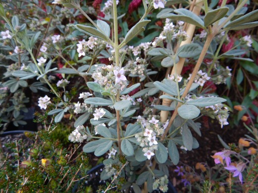 Zieria cytisoides ‘Grey Ghost’