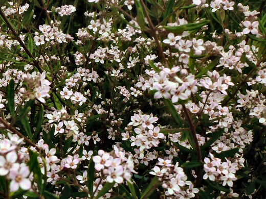 Zieria ‘Pink Crystals’