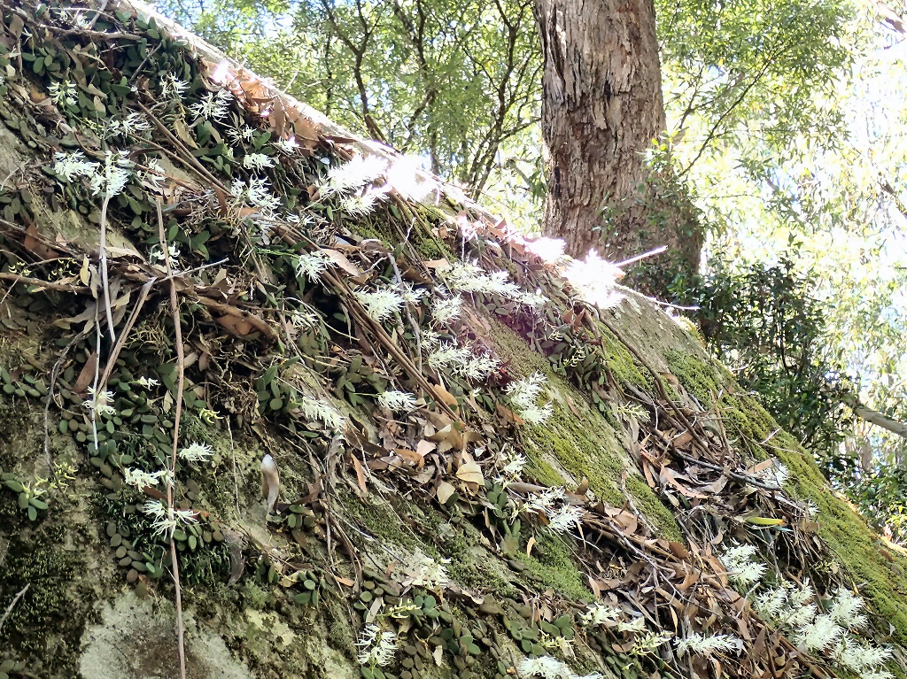 Dockrillia linguiformis – Tongue Orchid