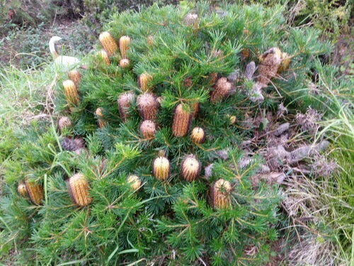 Newsletter #17- July 2015- Winter bushwalk, Behind the scenes at the Botanic Gardens Sydney