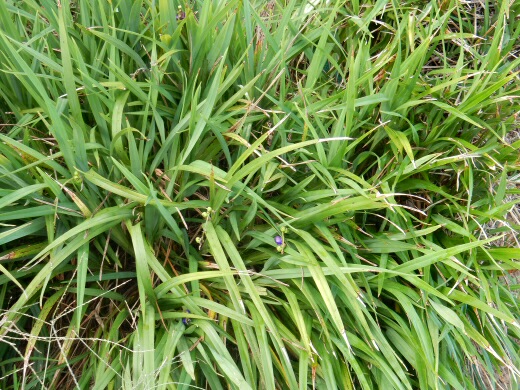 Newsletter#14, April 2015- New Kangaroo Paws, Bush Food Foraging
