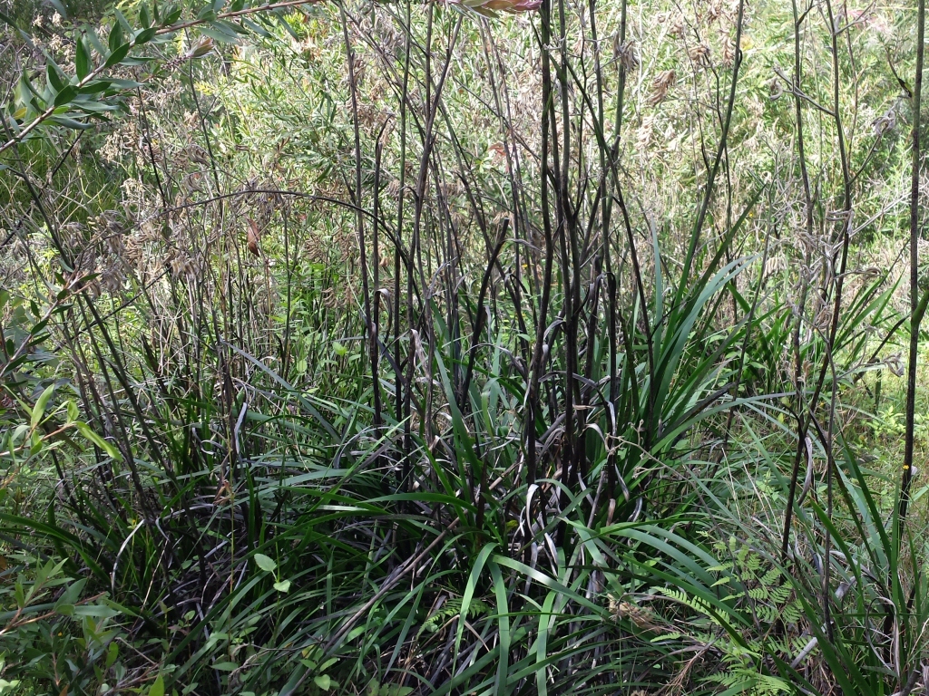Newsletter #2 April 2014 – Extreme Gardening #1 – Rejuvenate Old Kangaroo Paw By Cutting Right Back
