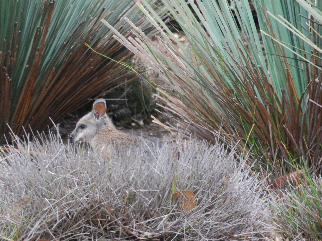 Newsletter #12 -February 2015- Summer Fun, Kangaroo Island and Propagation by Cuttings