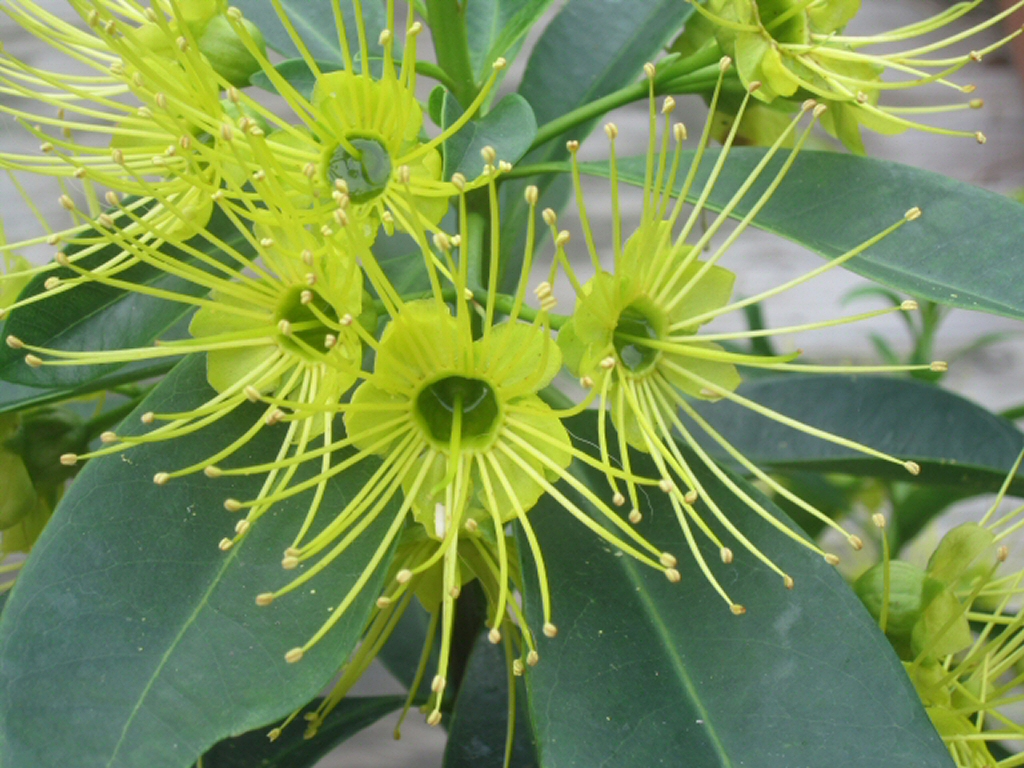 Xanthostemon chrysanthus ‘Fairhill Gold’ – Golden Penda