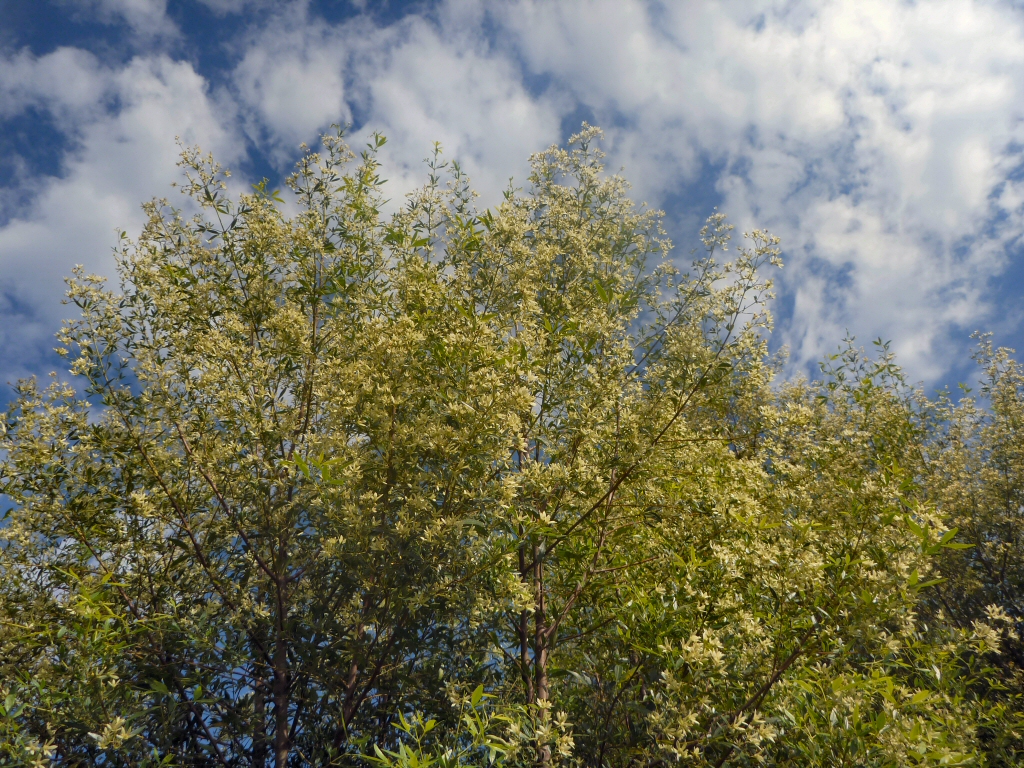 Ceratopetalum gummiferum ‘White Christmas’ – NSW Christmas Bush