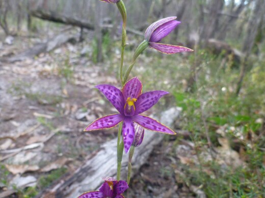 Newsletter #19- September- Spring in Western Australia