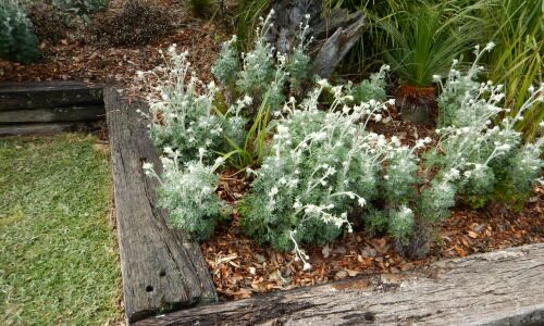Newsletter #20- October 2015- Mixing natives and exotics, Kangaroo paw growing tips and tricks