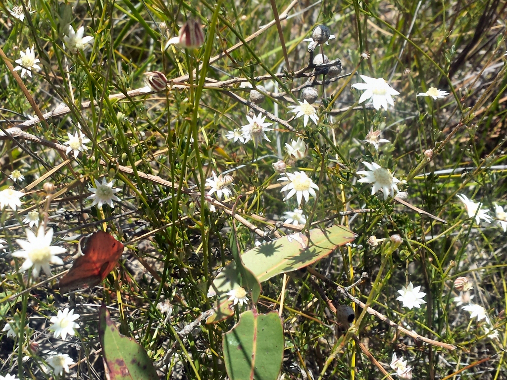 Actinotus minor- Lesser Flannel Flower