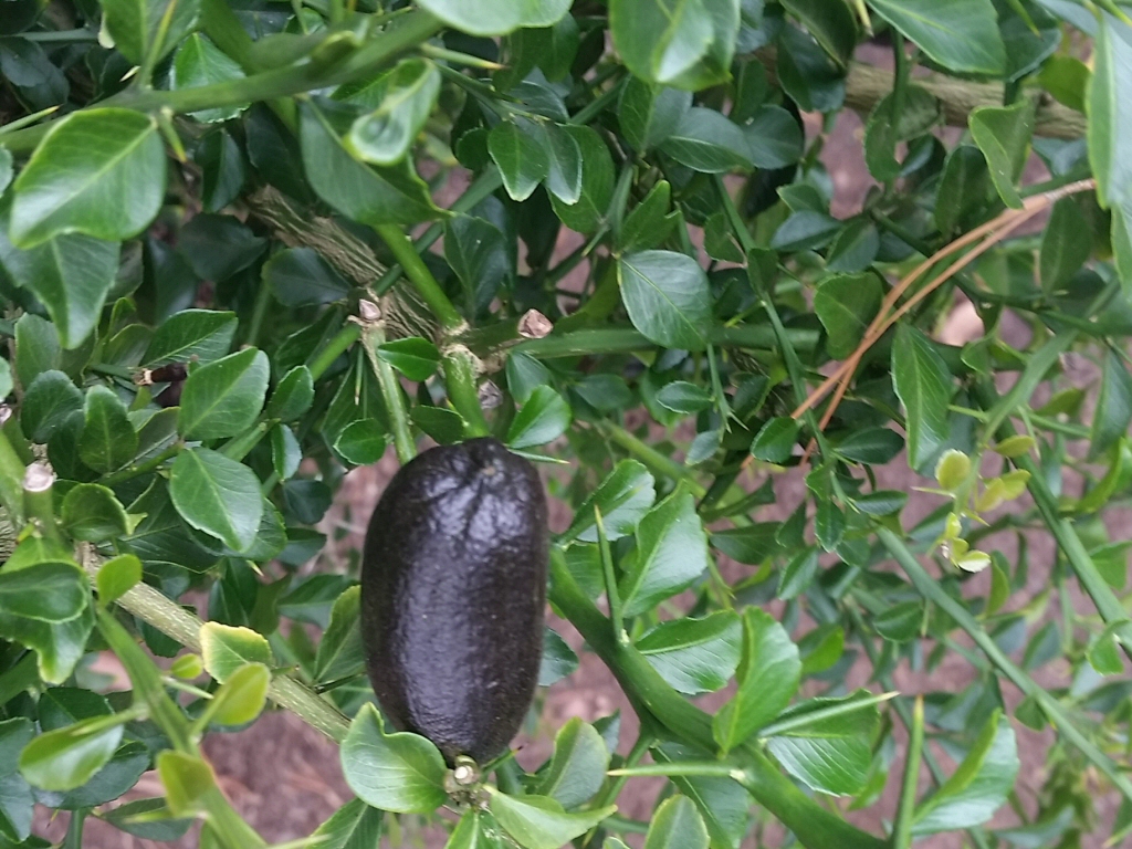 Citrus australasica ‘D’ emerald’