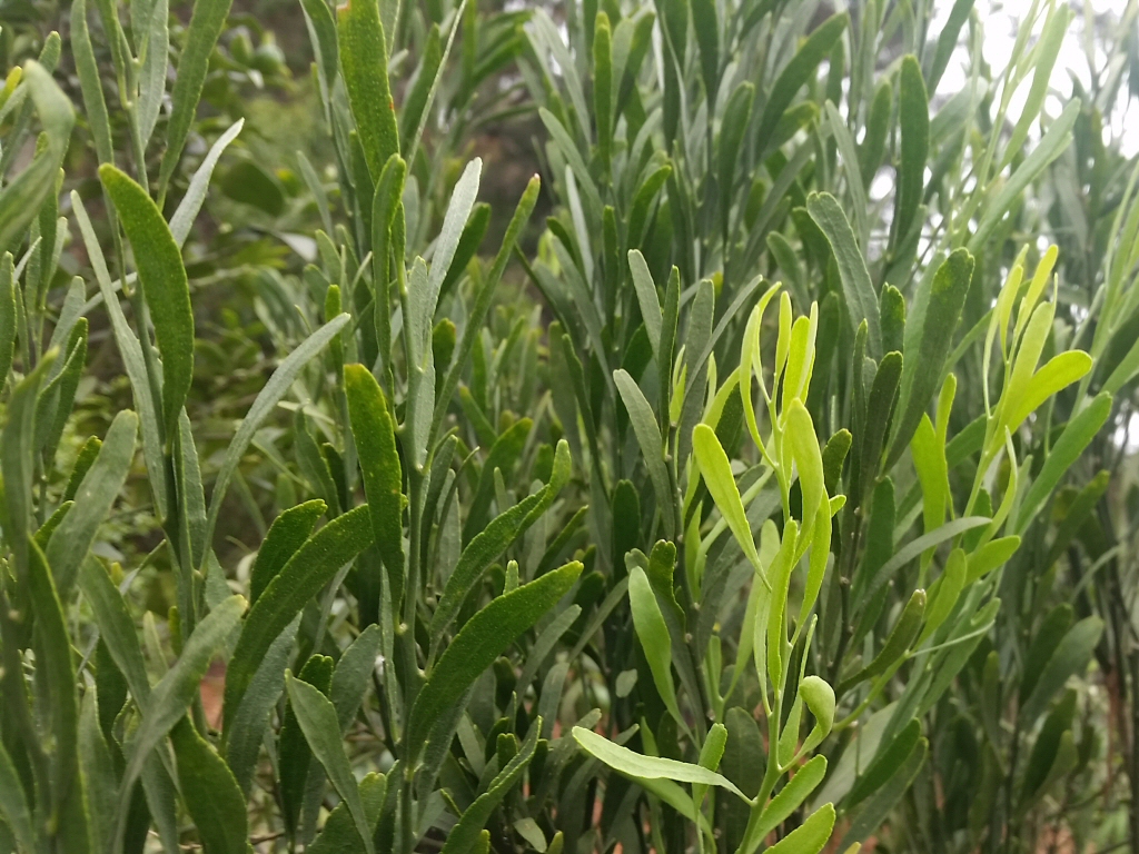 Citrus glauca ‘Desert Lime’