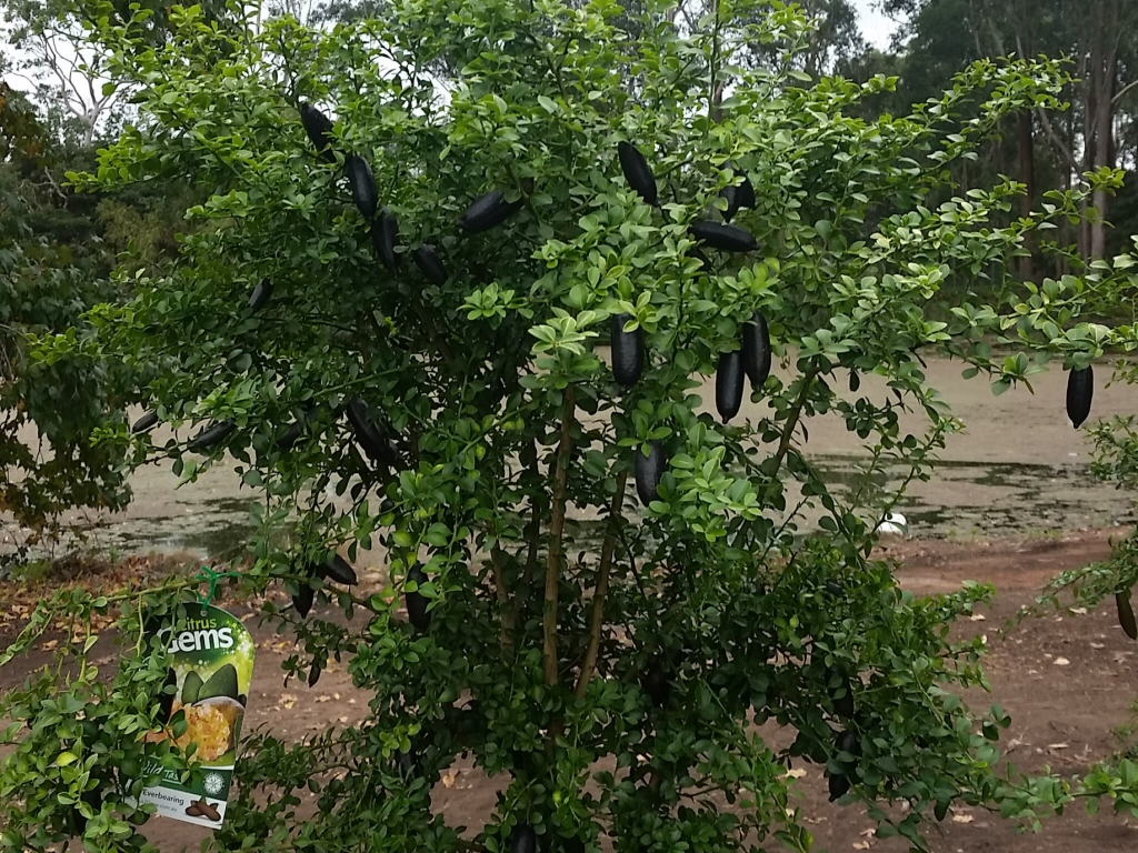 Citrus australasica ‘Judy’s Everbearing’