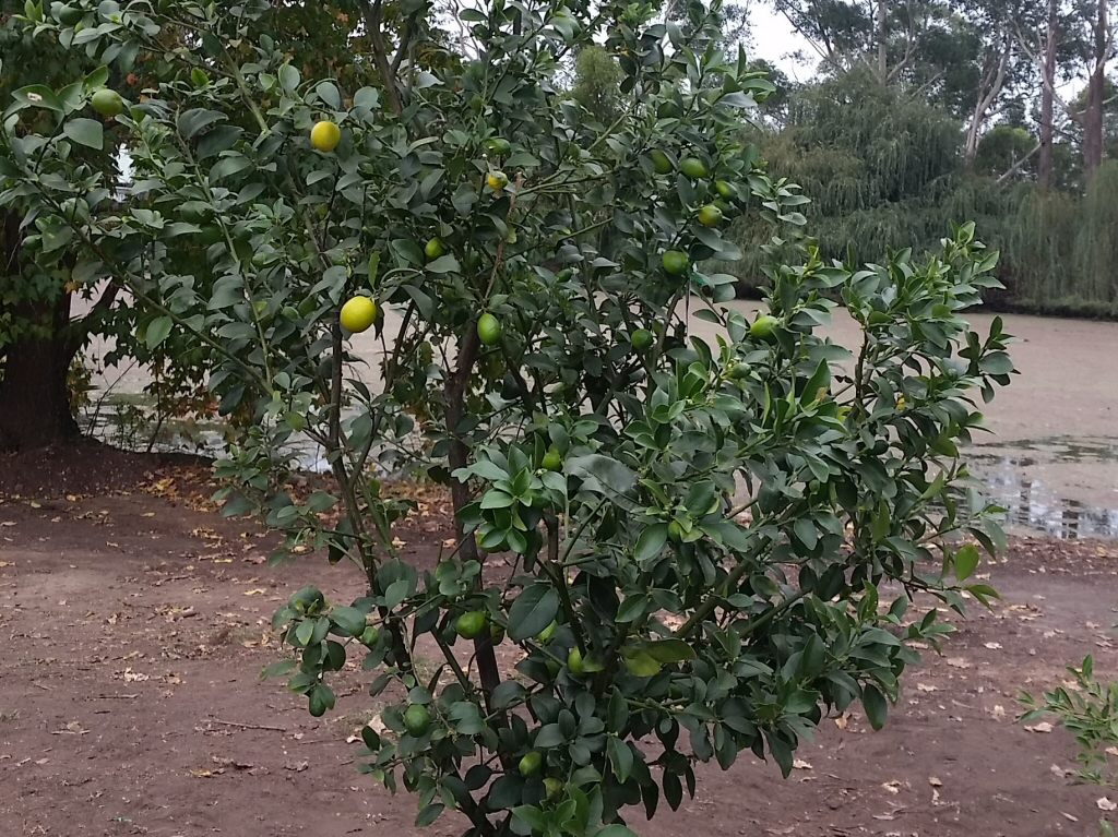 Citrus ‘Sunrise Lime’