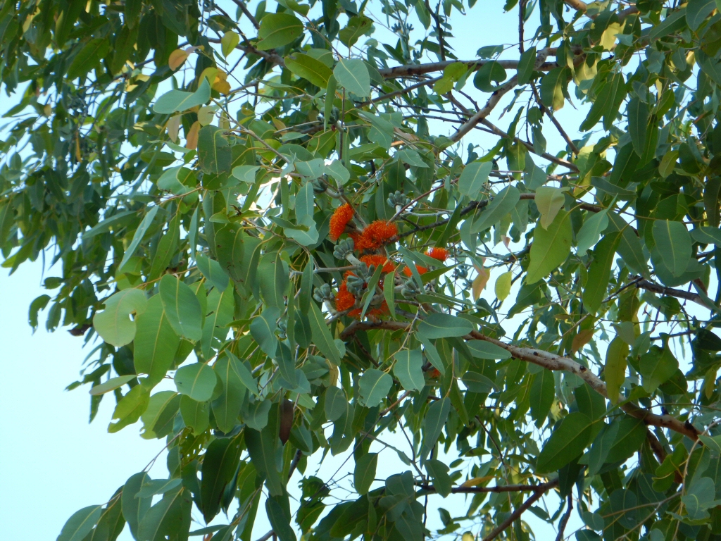 Eucalyptus miniata – Woollybutt