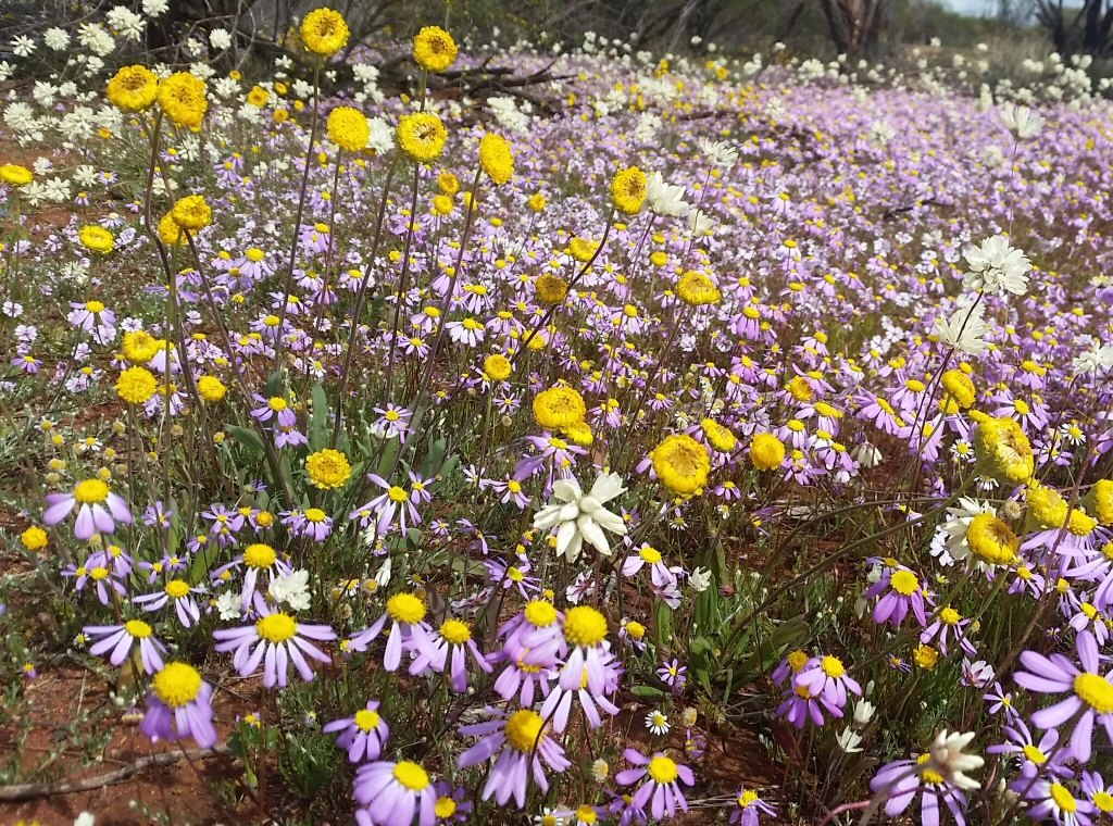 Newsletter #28 – September 2016 – Wattle Be Happening In Spring